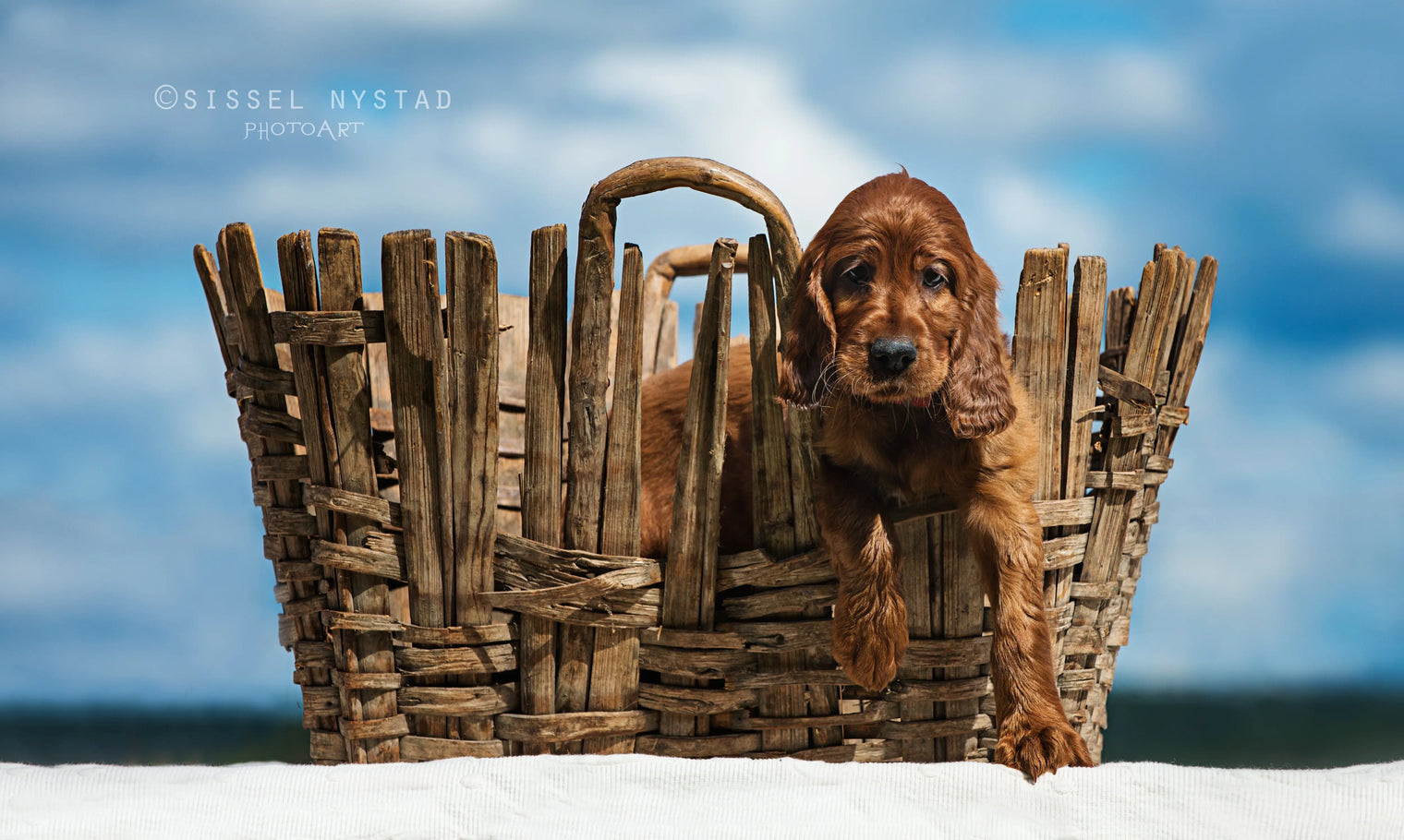 Valpens Utvikling – Fra Nyfødt til Voksen Hund