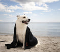 Last inn bildet i Gallery Viewer, B&B Turpakke: Hundepleie med Håndkle, Salve & Shampostick

