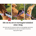 Last inn bildet i Gallery Viewer, Illustrasjon som viser feil og riktig tilpasning av martingale-halsbånd med avstand mellom de bevegelige spennene