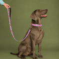 Last inn bildet i Gallery Viewer, Hund med Baona Dogs Qawra multifunksjonskobbel og matchende halsbånd i rosa, lilla og turkise toner med roségullfargede detaljer.