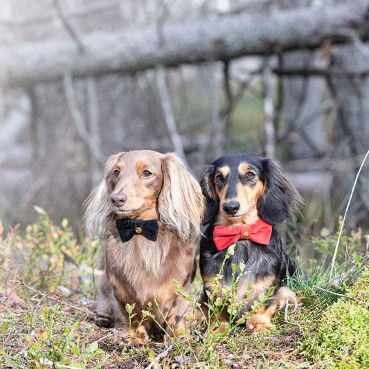 Sløyfe i Rød Fløyel med Gullfargede Nagler – Denjo Dogs
