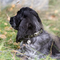 Last inn bildet i Gallery Viewer, WePet.no Hundehalsbånd Signature Go Khakigrønn – Denjo Dogs