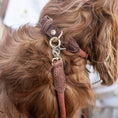 Last inn bildet i Gallery Viewer, WePet.no Hundehalsbånd Torekov Rusty Bronze - Denjo Dogs