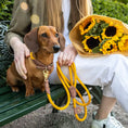 Last inn bildet i Gallery Viewer, WePet.no Hundekobbel Torekov Sunflower Yellow - Denjo Dogs