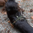 Last inn bildet i Gallery Viewer, WePet.no Hundesele Signature Go Khakigrønn – Denjo Dogs