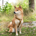 Last inn bildet i Gallery Viewer, WePet.no Hundesele Signature Go Sennepsgul – Denjo Dogs