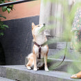 Last inn bildet i Gallery Viewer, WePet.no Hundesele Signature Go Sjokolade – Denjo Dogs
