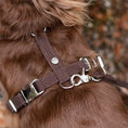 Last inn bildet i Gallery Viewer, WePet.no Hundesele Signature Go Sjokolade – Denjo Dogs