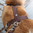 Last inn bildet i Gallery Viewer, WePet.no Hundesele Signature Go Sjokolade – Denjo Dogs