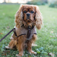 Last inn bildet i Gallery Viewer, WePet.no Hundesele Signature Go Sjokolade – Denjo Dogs