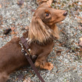 Last inn bildet i Gallery Viewer, WePet.no Hundesele Signature Go Sjokolade – Denjo Dogs