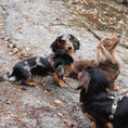 Last inn bildet i Gallery Viewer, WePet.no Hundesele Signature Go Sjokolade – Denjo Dogs