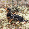 Last inn bildet i Gallery Viewer, WePet.no Hundesele Signature Go Sjokolade – Denjo Dogs