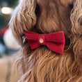 Last inn bildet i Gallery Viewer, WePet.no Sløyfe i Rød Fløyel med Gullfargede Nagler – Denjo Dogs
