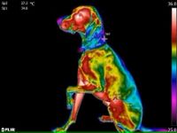 Chill Kuzzi Teppe: Fir Terapi for Hunders Velvære
