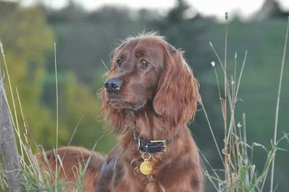 Irsk Setter – En Elegant og Energisk Jaktkamerat - WePet.no