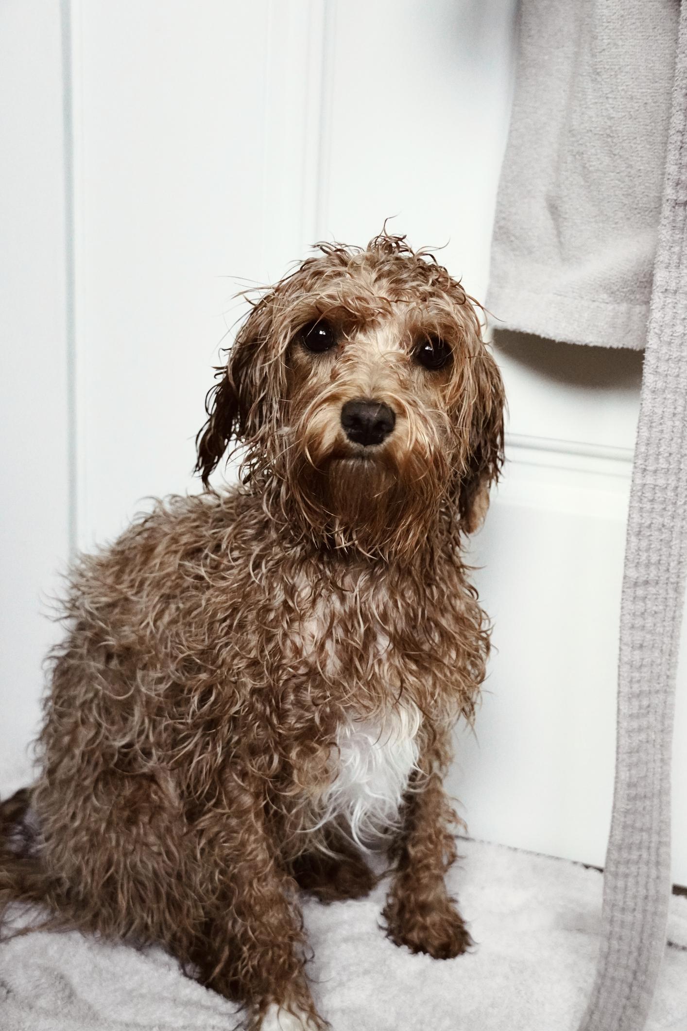 Våt hund etter bad med bustete pels og naturlig uttrykk