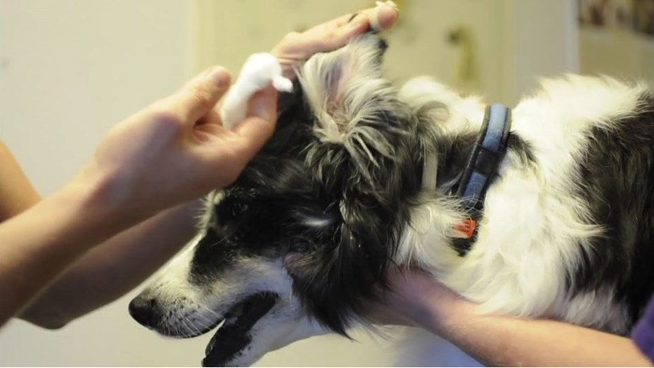 Øre rens av hund