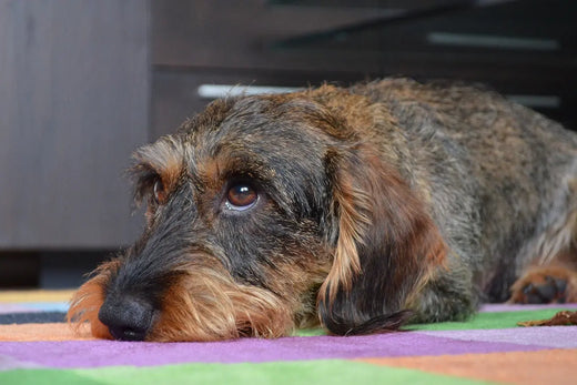 Dvergdachshund Strihåret