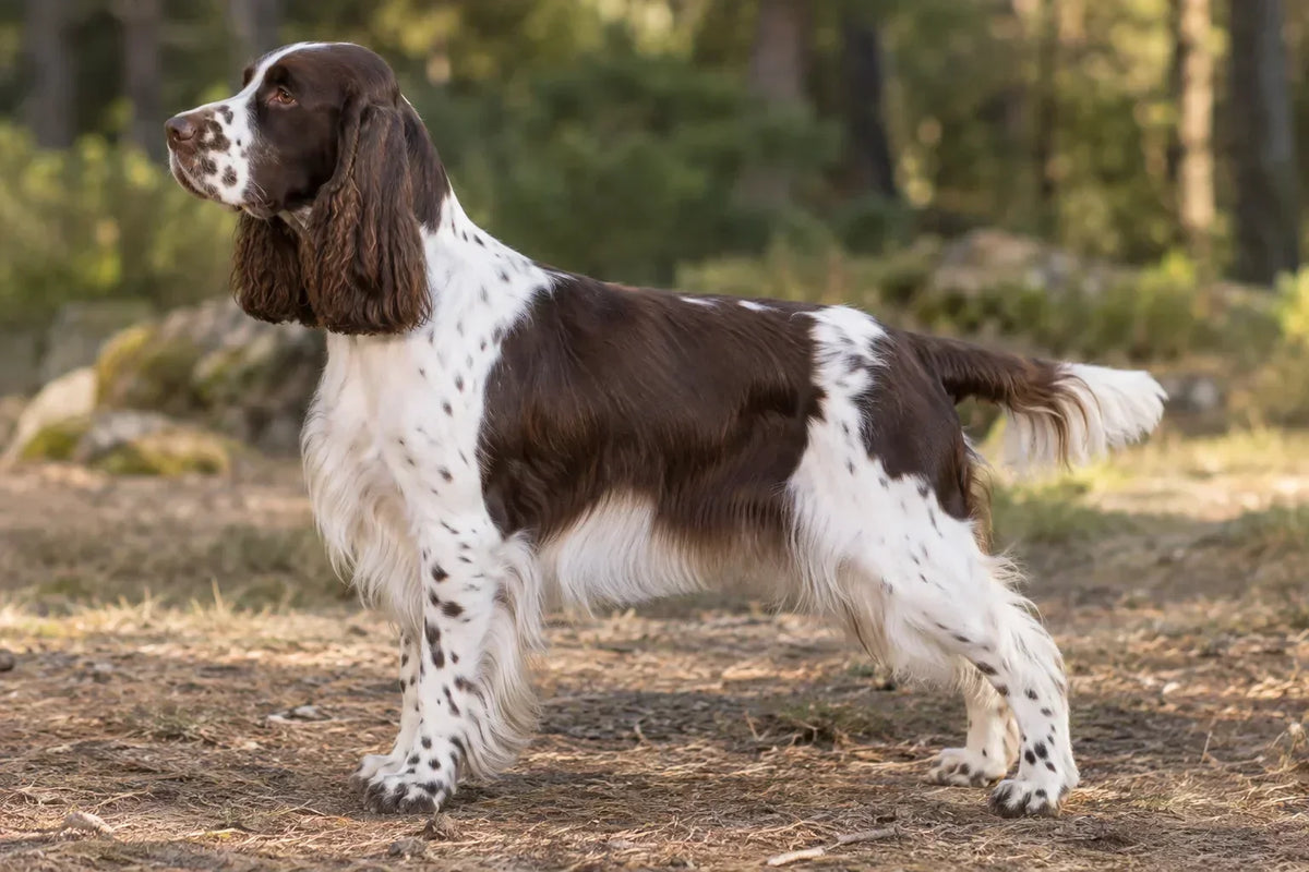 Utstillingsklar leverbrun og hvit engelsk springer spaniel med velstelt, glansfull pels i naturlige omgivelser.