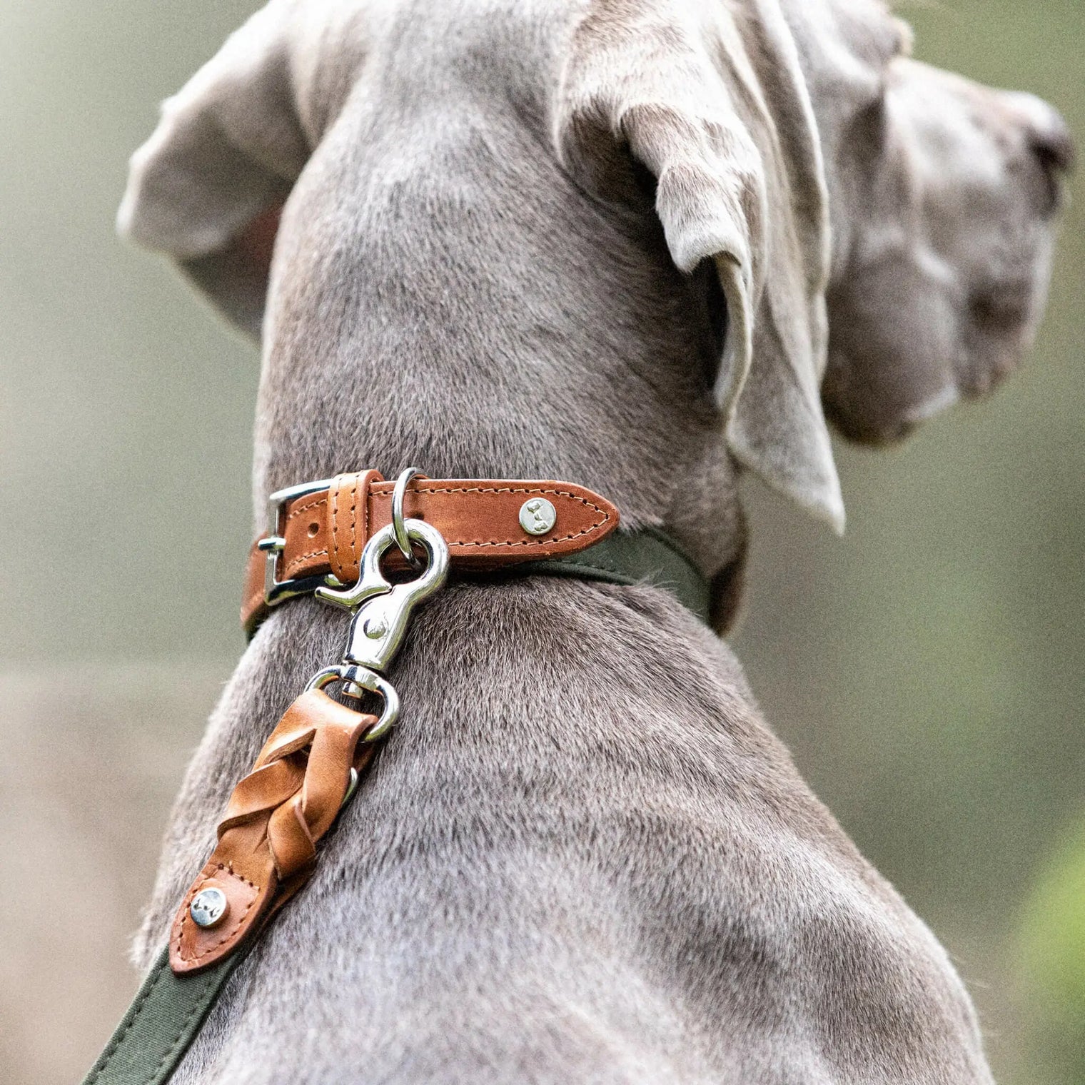 Slik finner du riktig størrelse på hundehalsbånd - WePet.no