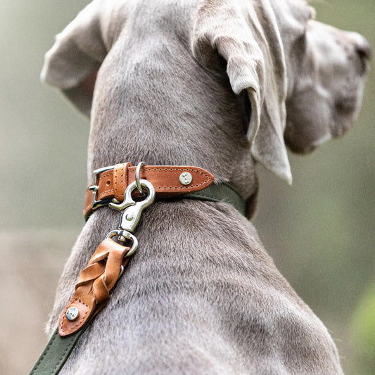 Slik finner du riktig størrelse på hundehalsbånd - WePet.no