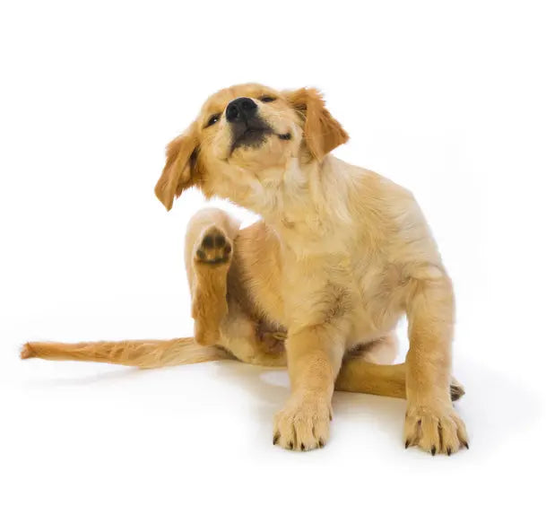 Allergi hos Hund: Symptomer, Typer og Behandling
