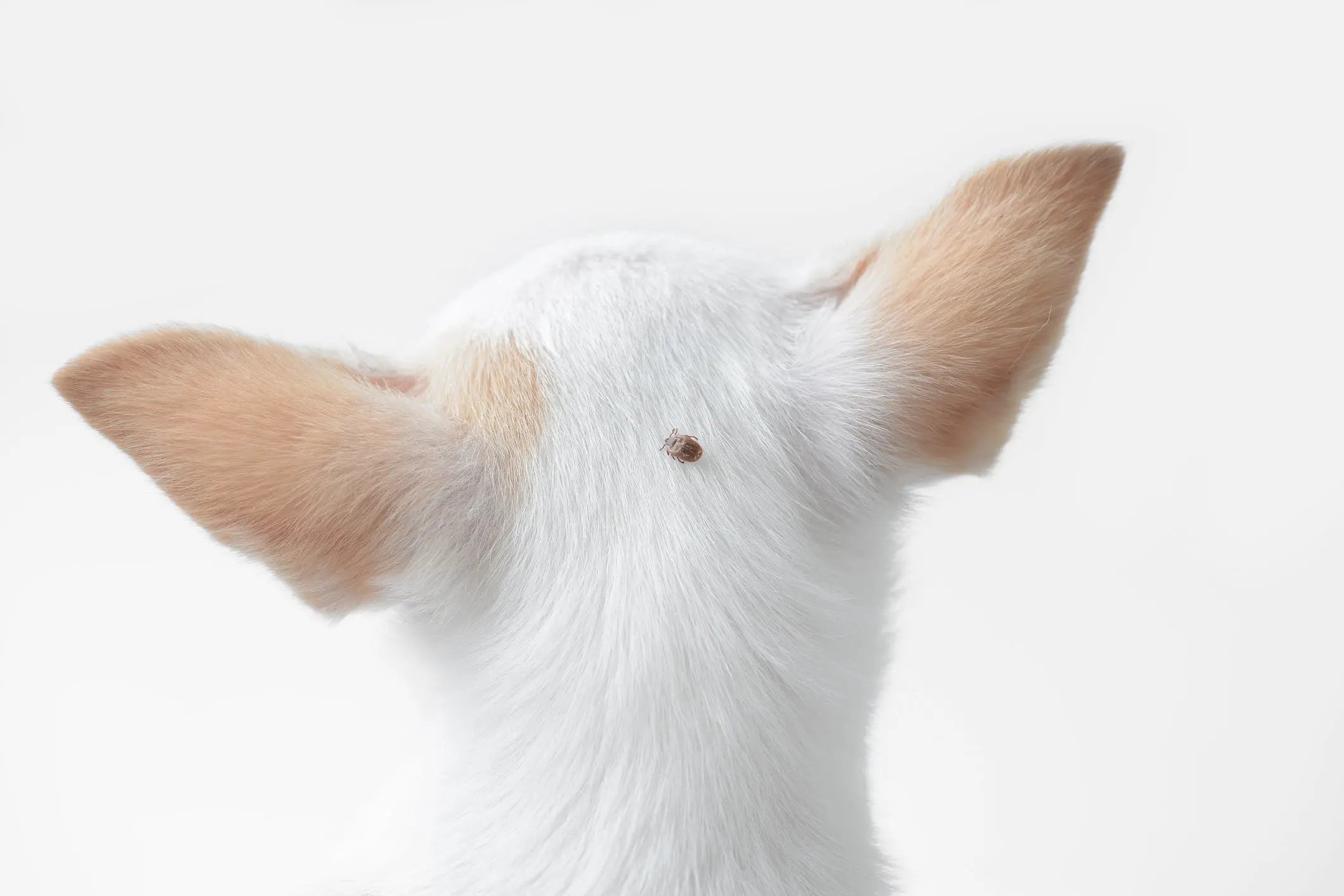 Hva gjør man med flått på hund?