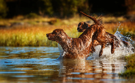 Algeforgiftning hos Hund: Symptomer og Tiltak