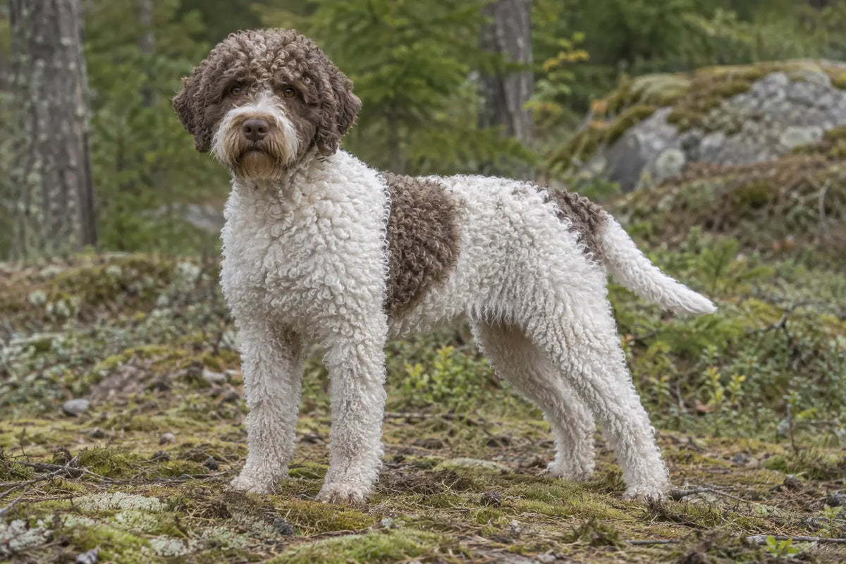 Lagotto romagnolo med tett, krøllete hvit og brun pels stående i skogsterreng.