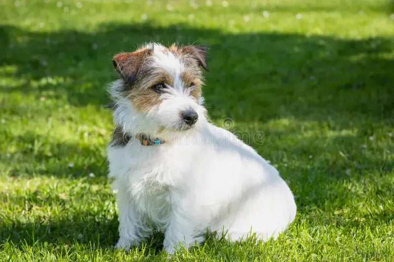 Jack Russell Terrier