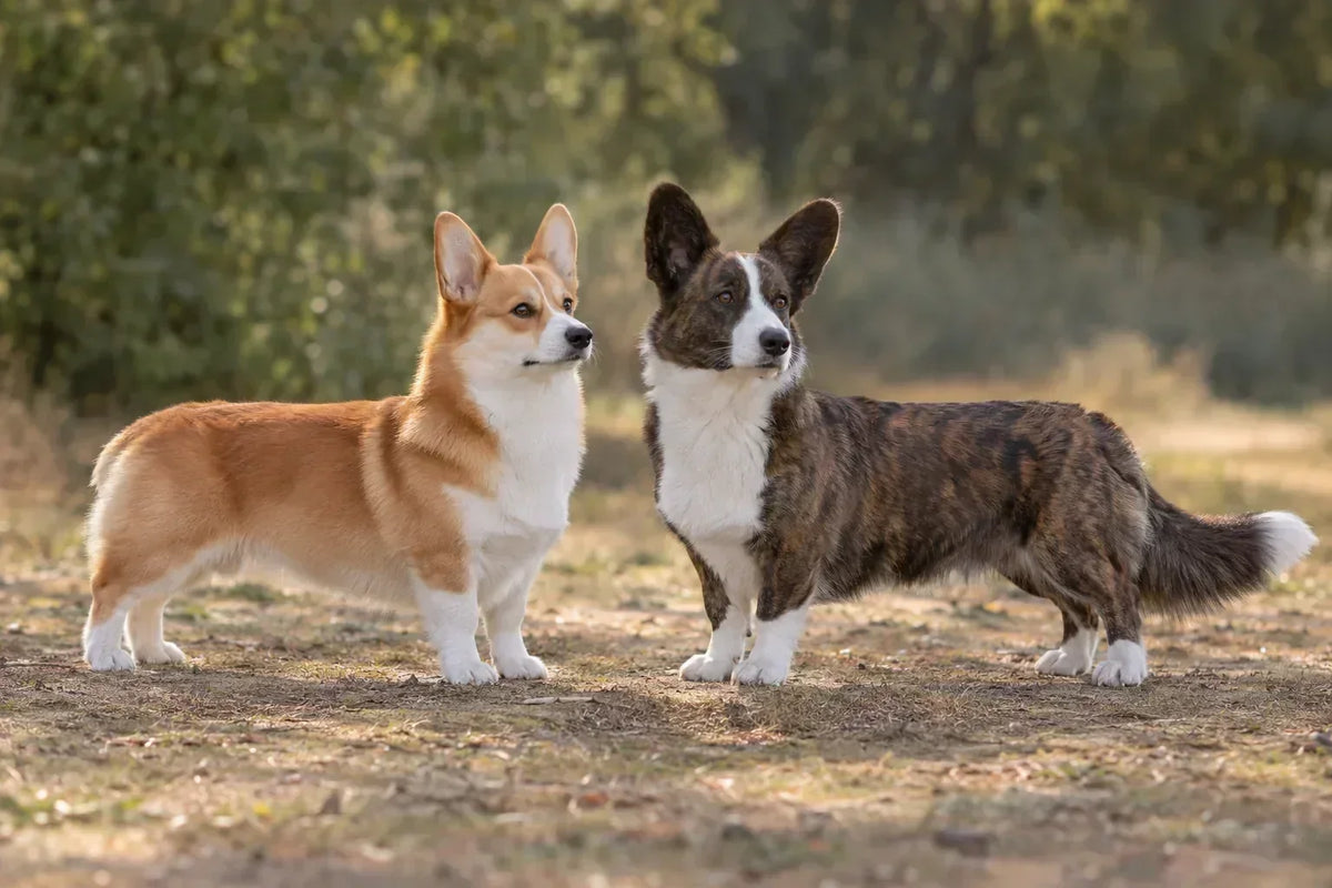 Welsh corgi pembroke og cardigan med velstelt dobbeltpels i naturlige omgivelser.