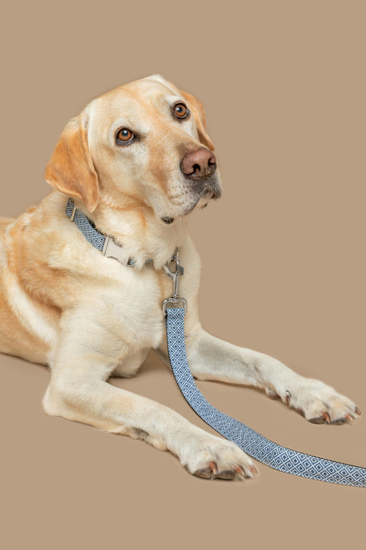 Labrador med Baona Dogs Zanzibar hundekobbel og matchende halsbånd i blått og hvitt mønster