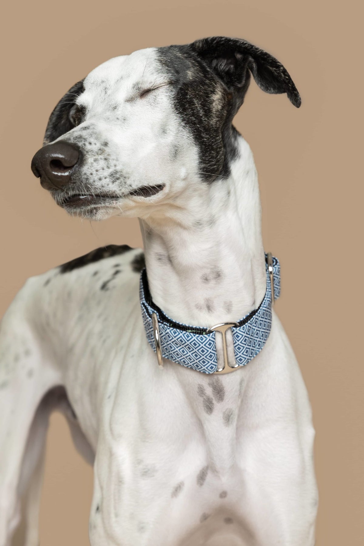 Mynde med Baona Dogs Zanzibar Martingale hundehalsbånd i blått og hvitt med sølvfargede metallringer