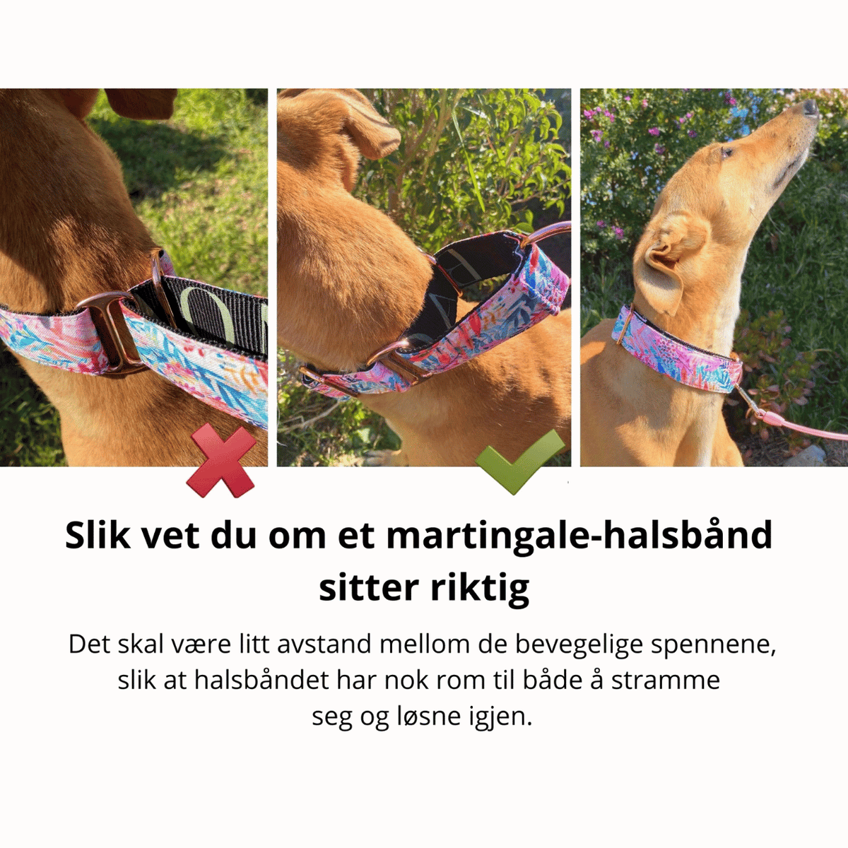 Illustrasjon som viser feil og riktig tilpasning av martingale-halsbånd med avstand mellom de bevegelige spennene