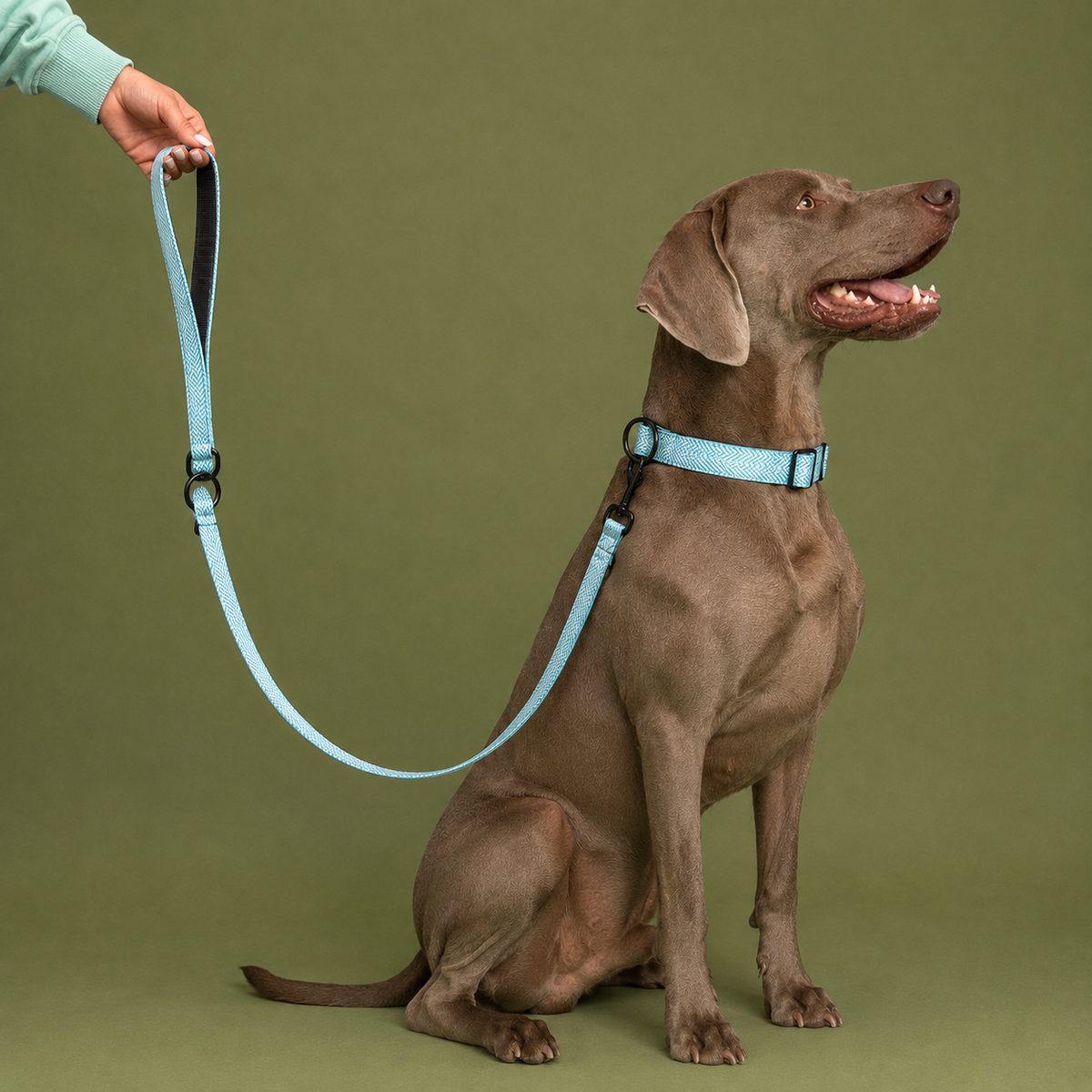 Hund med Baona Dogs Amur multifunksjonskobbel og matchende halsbånd i turkis med sorte detaljer