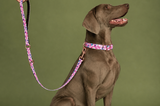 Hund med Baona Dogs Qawra multifunksjonskobbel og matchende halsbånd i rosa, lilla og turkise toner med roségullfargede detaljer.