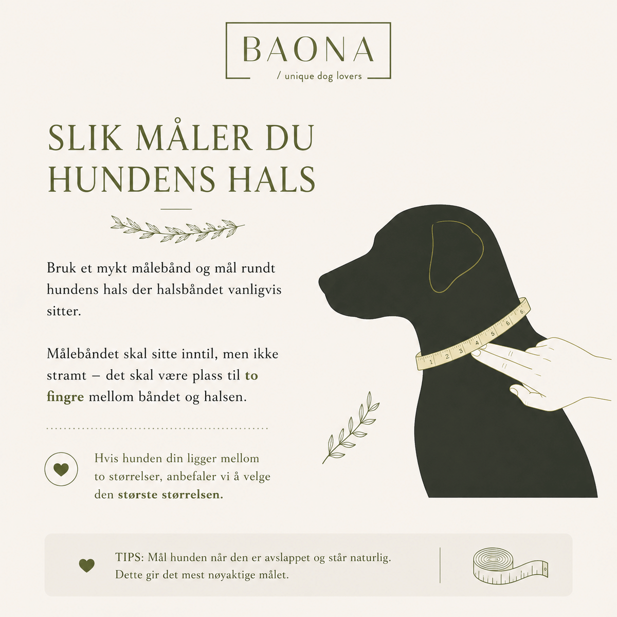 Slik måler du hundens hals for å velge riktig størrelse på Baona hundehalsbånd