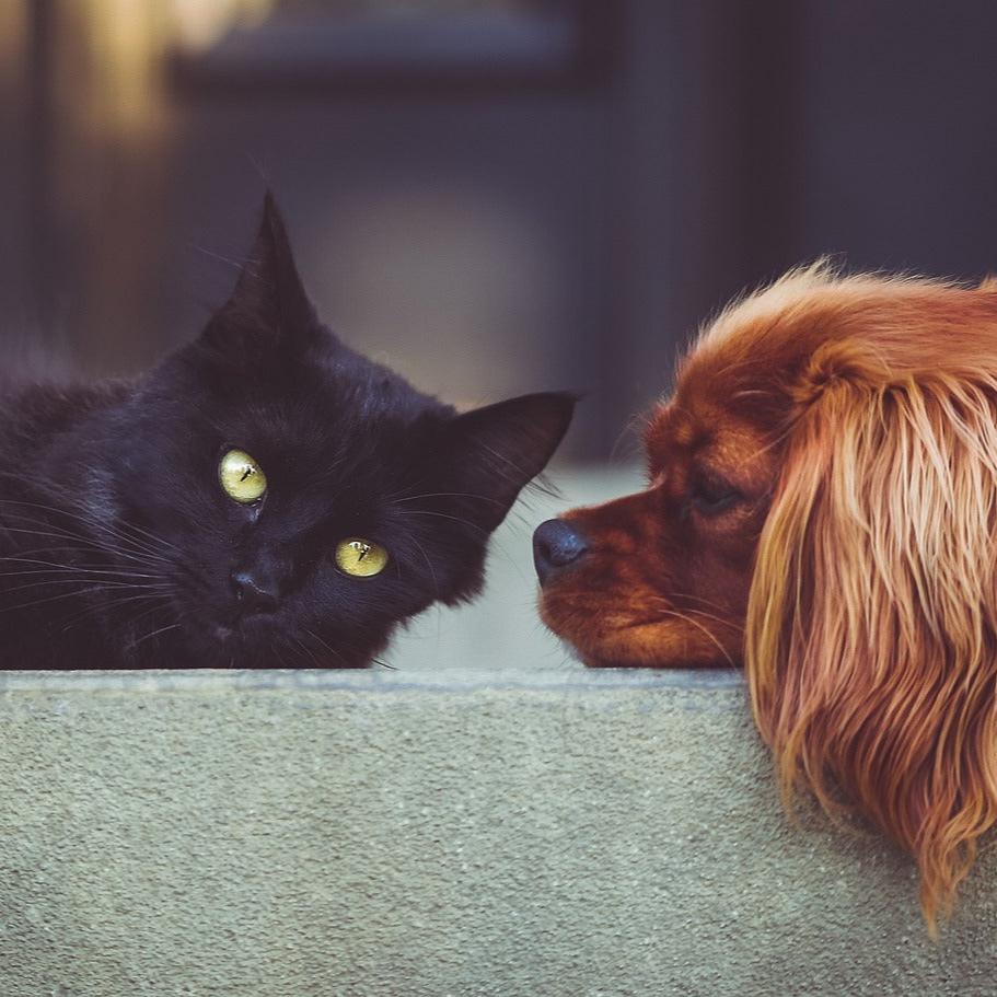 hund og katt