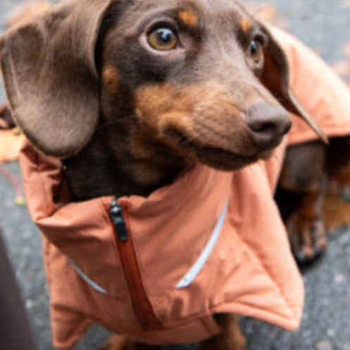 Hundedekken til dachs Wool Puffer med lett isolasjon og lang rygg