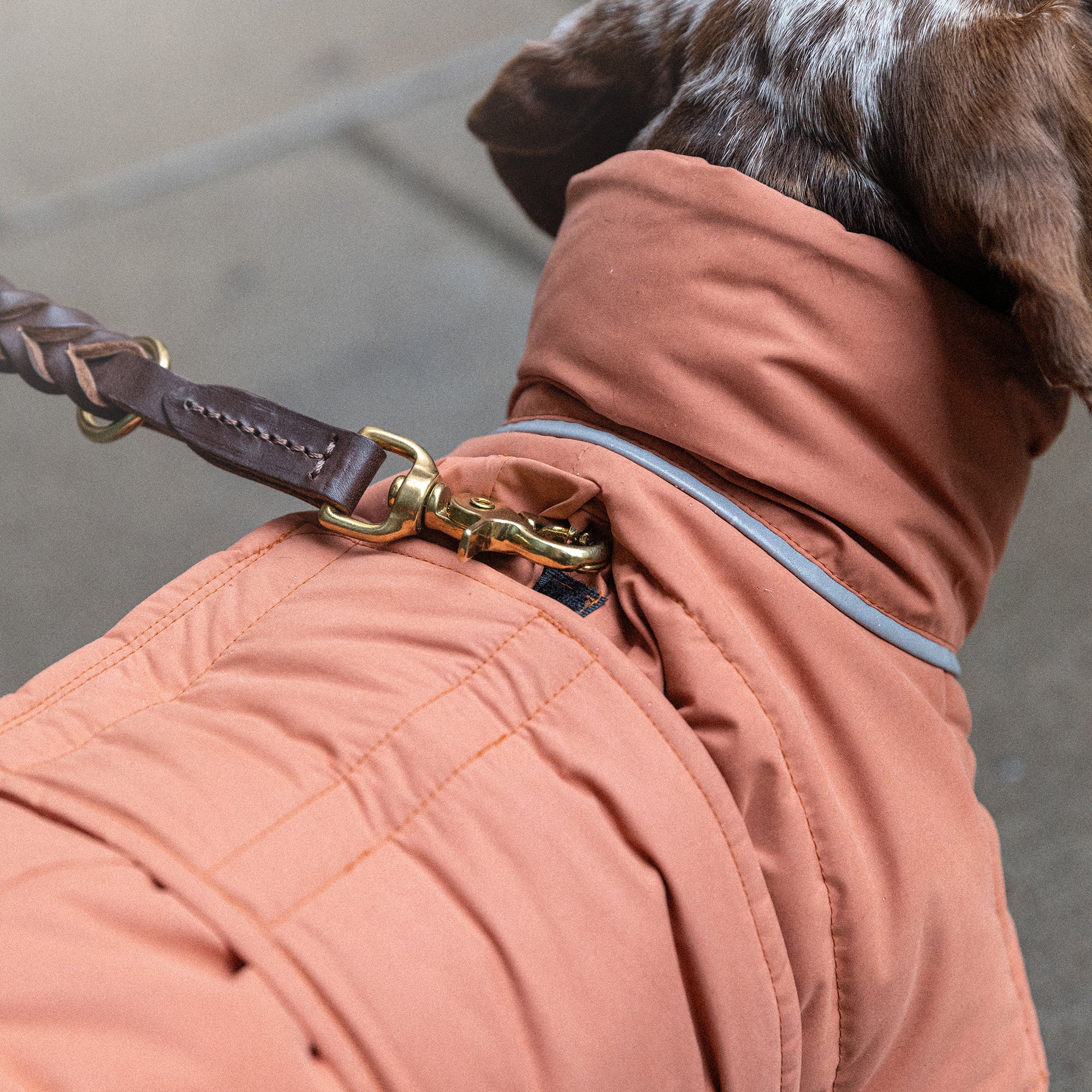 Hundedekken til dachs med åpning for sele på ryggen