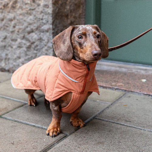 Lett hundedekken til dachs som gir god bevegelsesfrihet