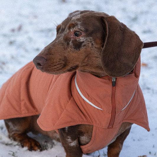 Lett og vindavvisende hundedekken til dachs med anatomisk passform