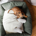 Last inn bildet i Gallery Viewer, Hund i Denjo Dogs Teddy Lounge hundeseng med myk teddyside og hundeleke
