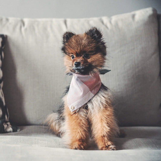 WePet.no Denjo Dogs - Upcycled Hundeskjerf med Guldfarget Nit – Denjo x Eton
