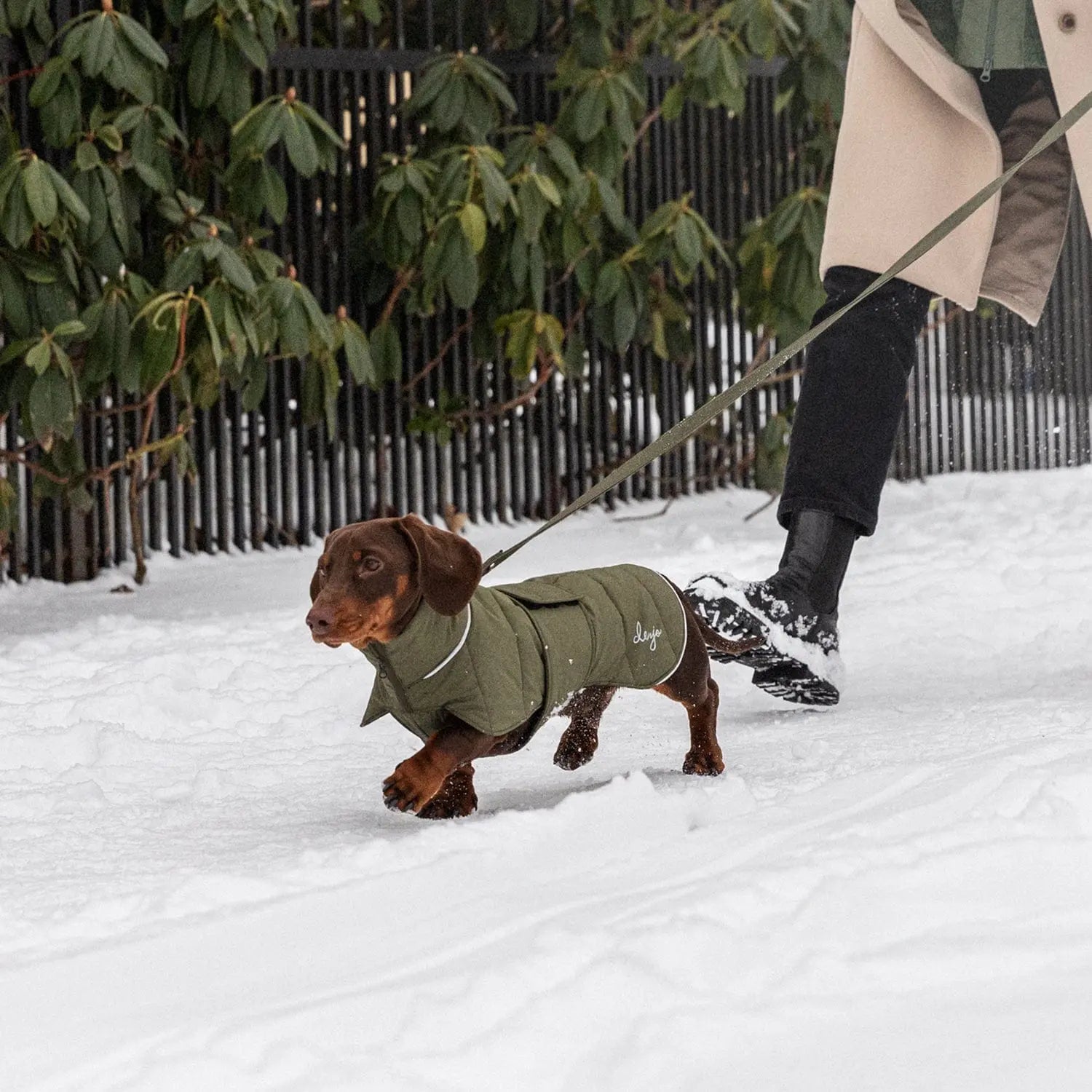 WePet.no hundedekken i ull med puffer-design for dachs i Olive – Denjo Dogs