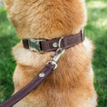 Last inn bildet i Gallery Viewer, WePet.no Hundehalsbånd Signature Go Chocolate – Denjo Dogs
