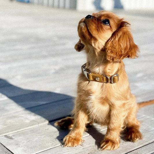 WePet.no Hundehalsbånd Signature Go Sennepsgul – Denjo Dogs