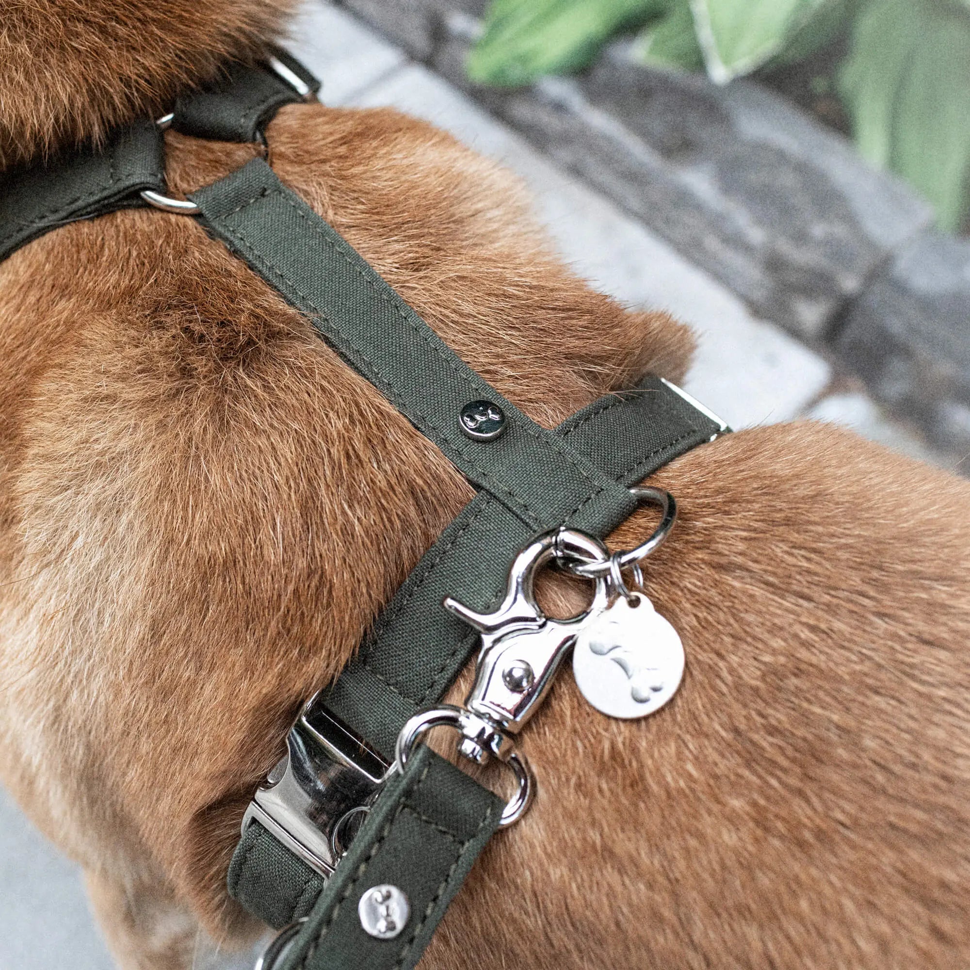 WePet.no Hundesele Signature Go Khakigrønn – Denjo Dogs