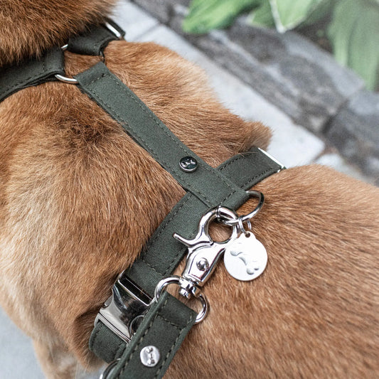 WePet.no Hundesele Signature Go Khakigrønn – Denjo Dogs